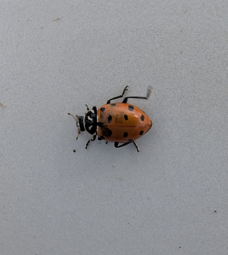 Convergent Lady Beetle