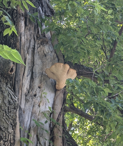 Dryad's Saddle