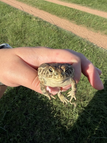 Great Plains Toad