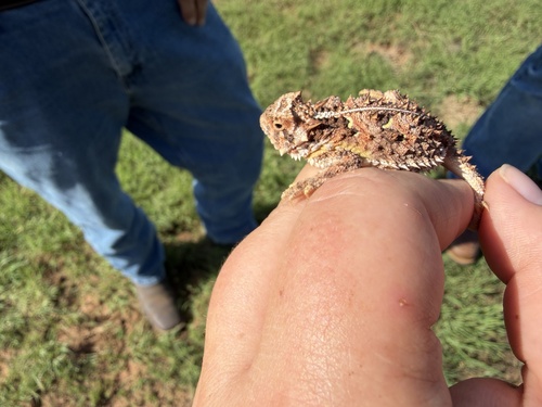 Texas Horned Lizard