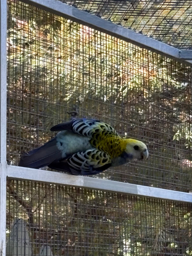 Pale-headed Rosella
