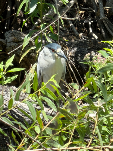 iNaturalist observation photo of Black-crowned Night Heron