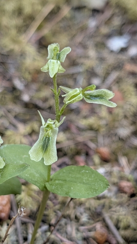 Neottia borealis