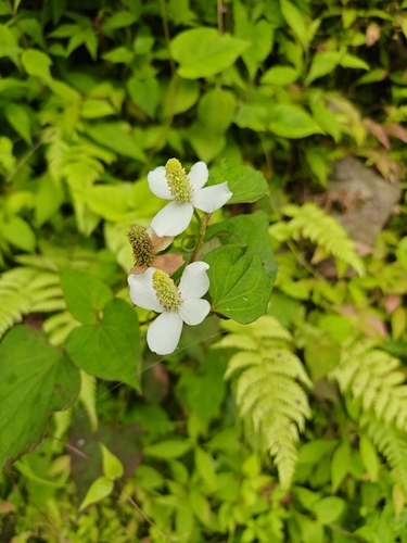 Chameleon Plant