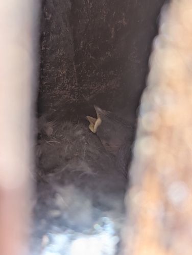 iNaturalist observation photo of Mountain Chickadee