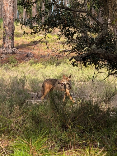 Red Wolf observed by e_damm