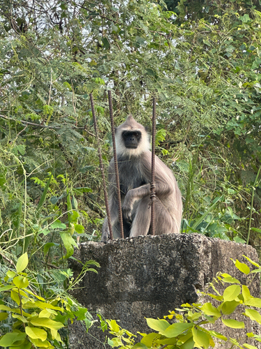 Tufted Gray Langur