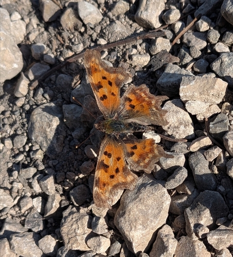 European Comma