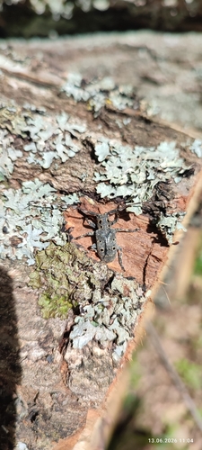 Mesosa curculionoides