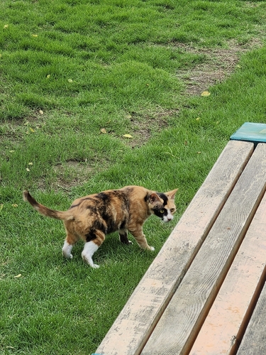 Domestic Cat
