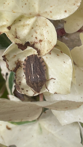 southern broad-bellied bug