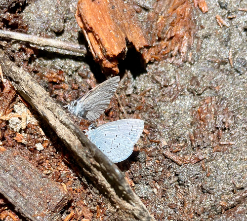 iNaturalist observation photo of Echo Azure
