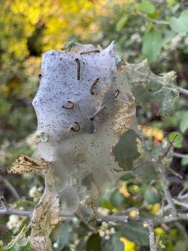 iNaturalist observation photo of Western Tent Caterpillar Moth