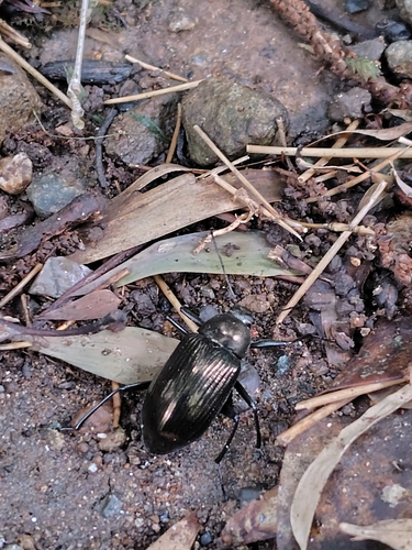 Plesiophthalmus nigrocyaneus