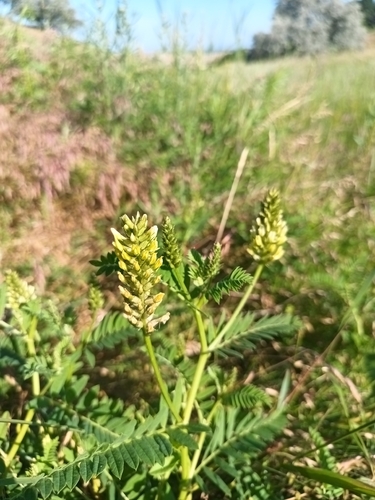 Chickpea Milkvetch