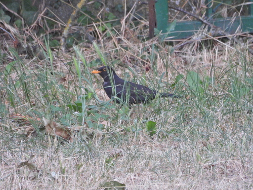 Eurasian Blackbird