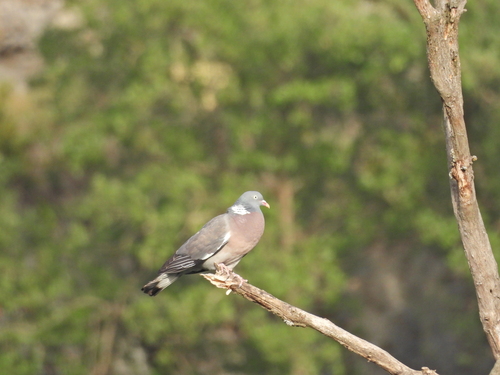 Common Wood-Pigeon