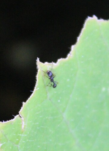 Japanese Pavement Ant