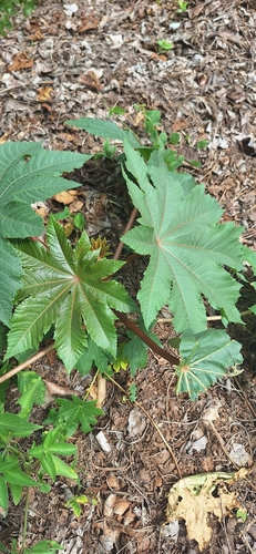 castor bean