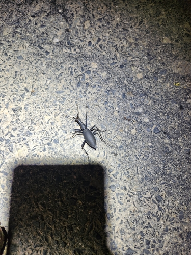 Snail-eating Beetle