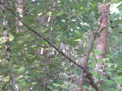 Marsh Tit