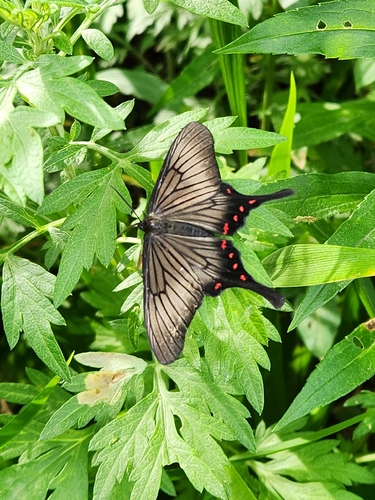 Epicopeia hainesii