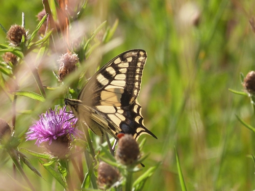Old World Swallowtail