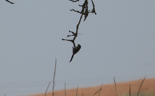 Long-tailed Tit