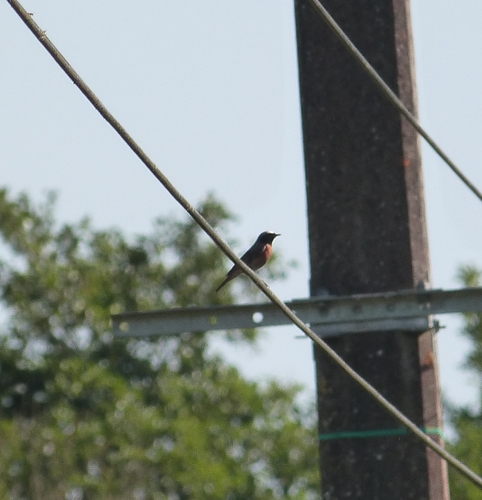 Common Redstart