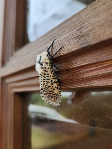 Zeuzera multistrigata
