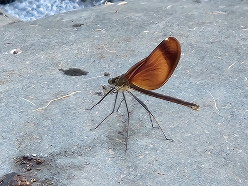 Calopteryx cornelia
