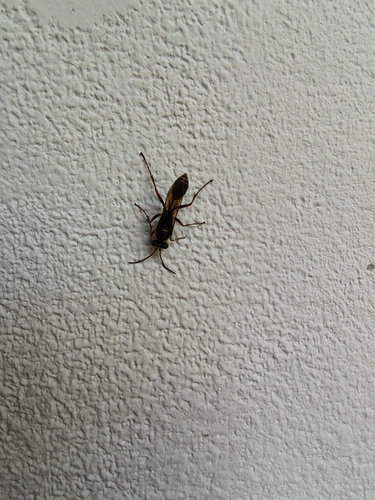 Asian Mud-dauber Wasp