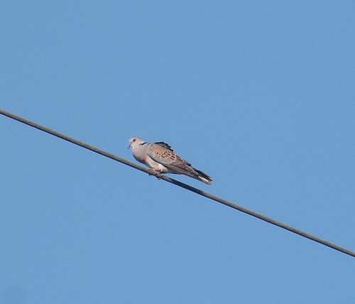European Turtle-Dove