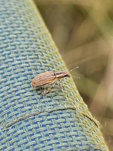 Pea Weevil