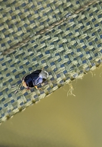 Geocoris erythrocephalus