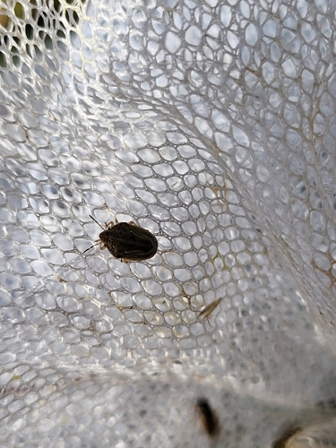 Neottiglossa leporina