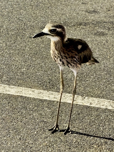 Bush Stone-curlew
