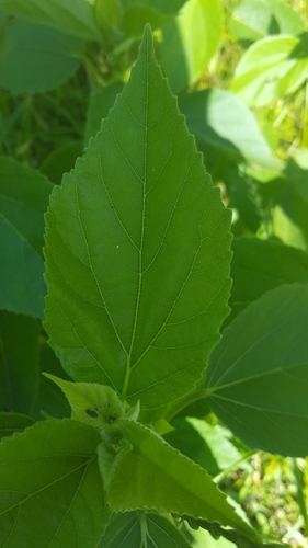 Sacramento Delta Hibiscus foliage