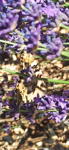 Painted Lady