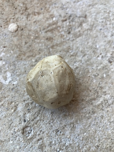 red-cage fungus