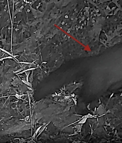 Stone Marten