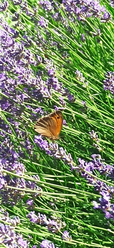 Meadow Brown