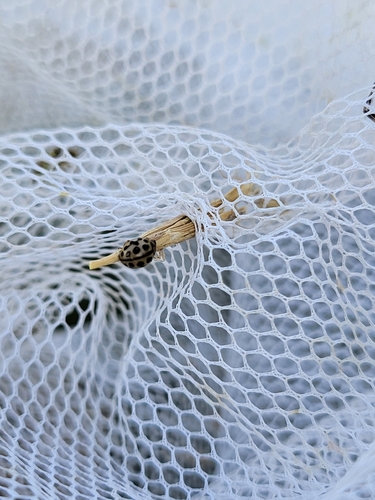 16-spot Ladybird