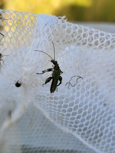 Thick-legged Flower Beetle