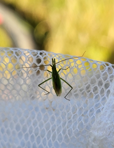 Megaloceroea recticornis