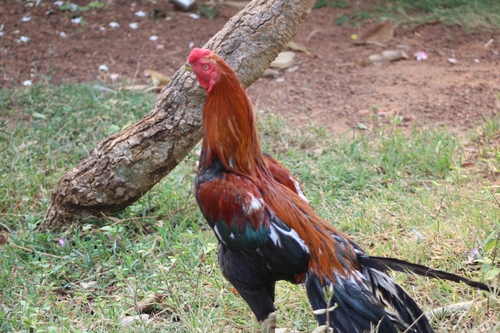 Domestic Chicken