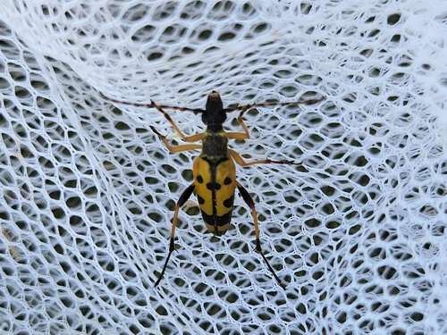 Spotted Longhorn Beetle