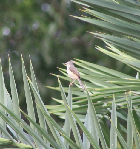 Plain Prinia