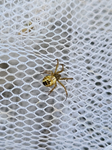 Cricket-bat Orbweaver
