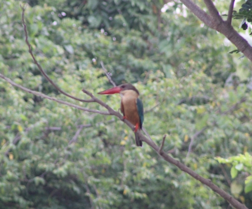 Stork-billed Kingfisher